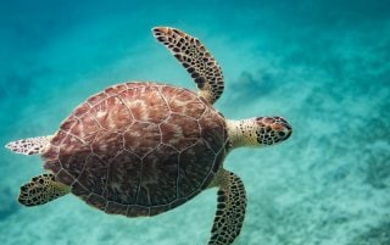 P&O Cruises New Summer 2027 Collection Out Now 3