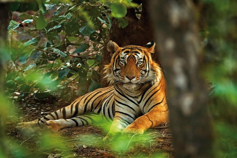 India's Golden Triangle & Ranthambore National Park