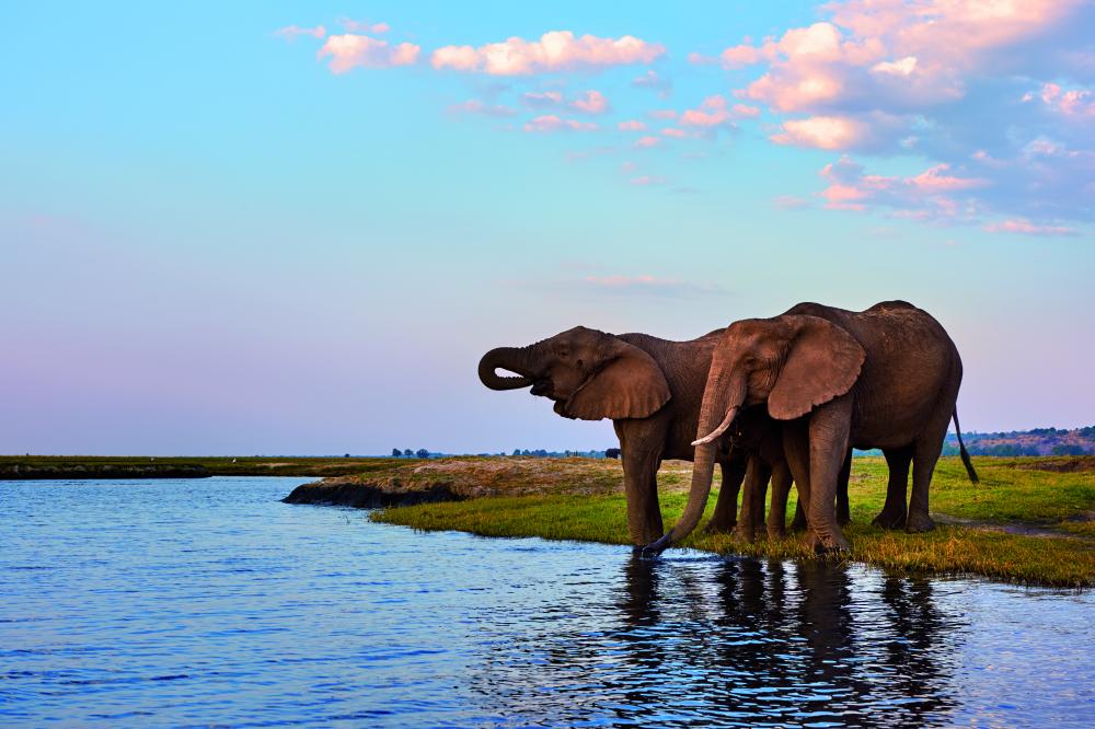 Where Giants Roam - Victoria Falls, Chobe & Hwange Safari
